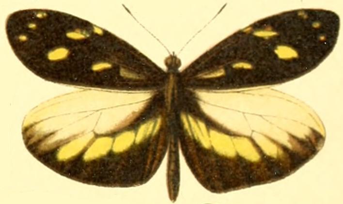 Dismorphia lua
