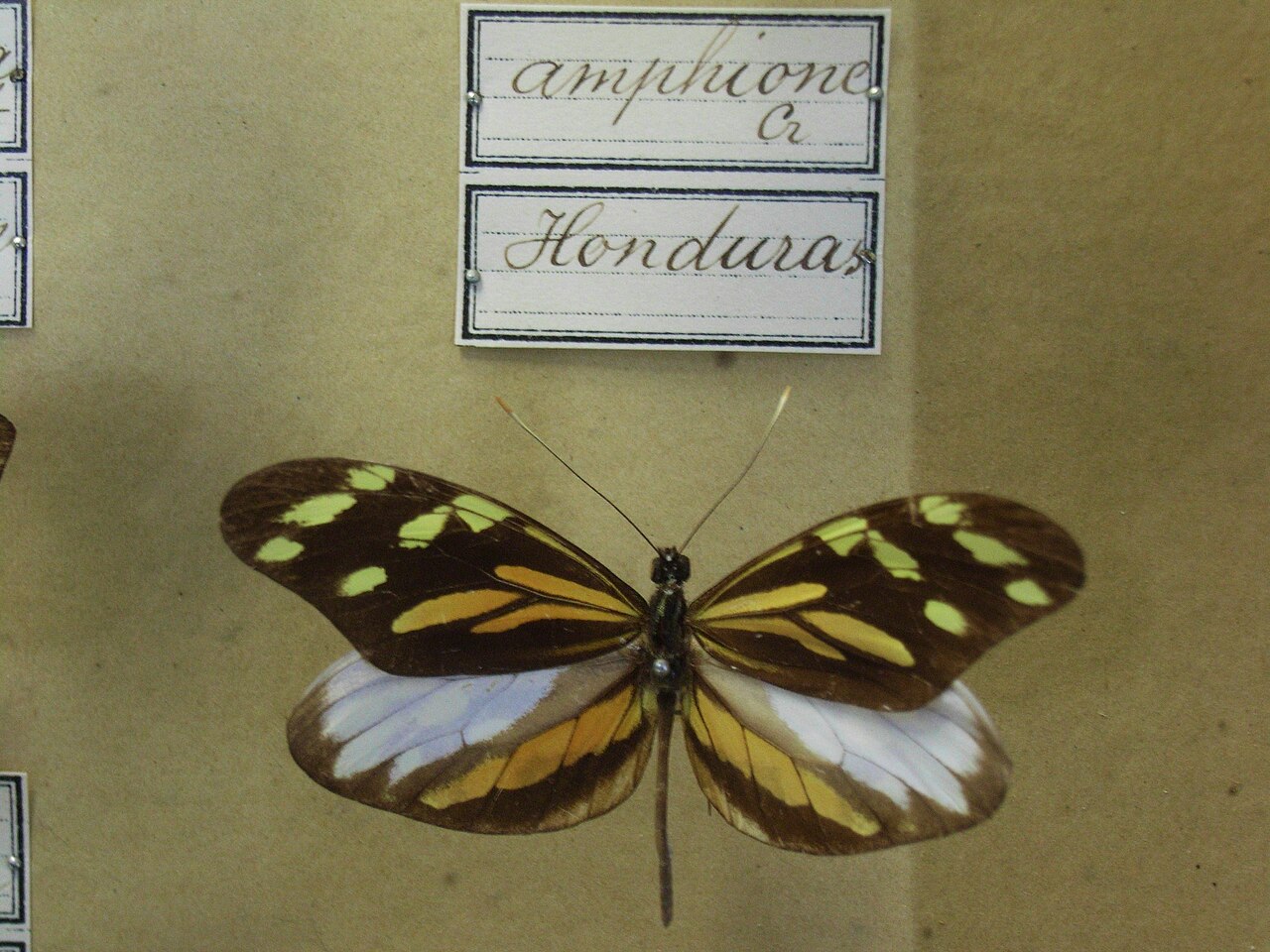Dismorphia amphione