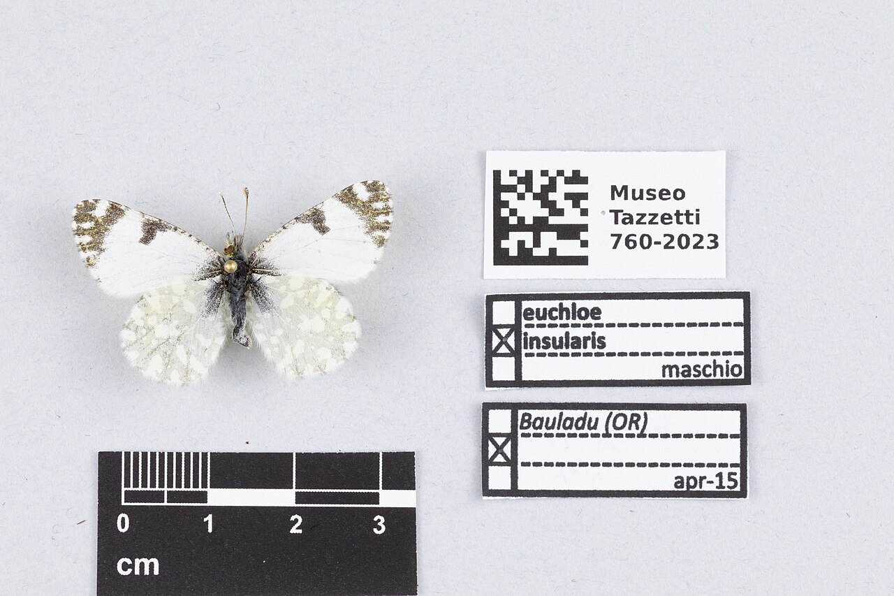 Euchloe insularis