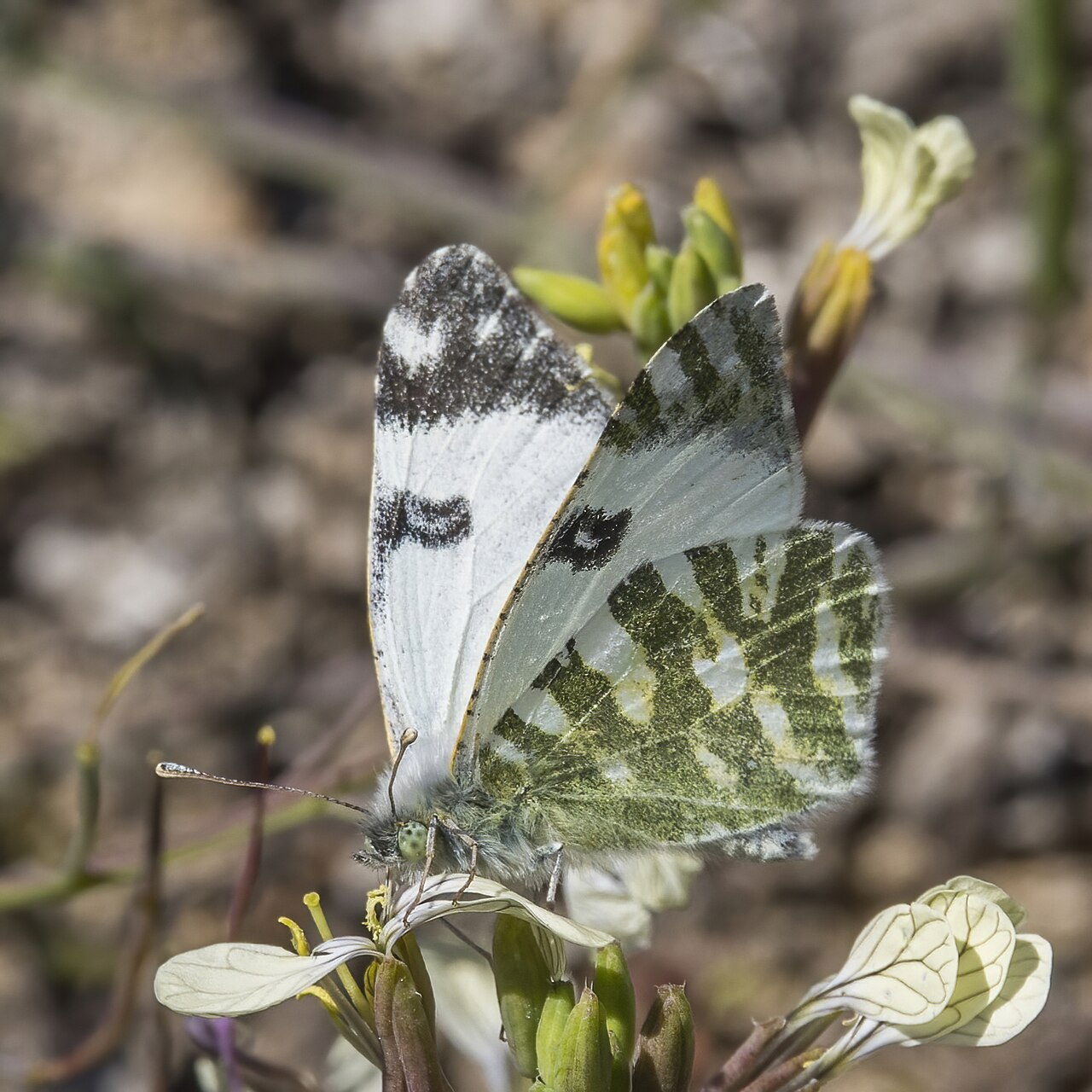 Euchloe belemia