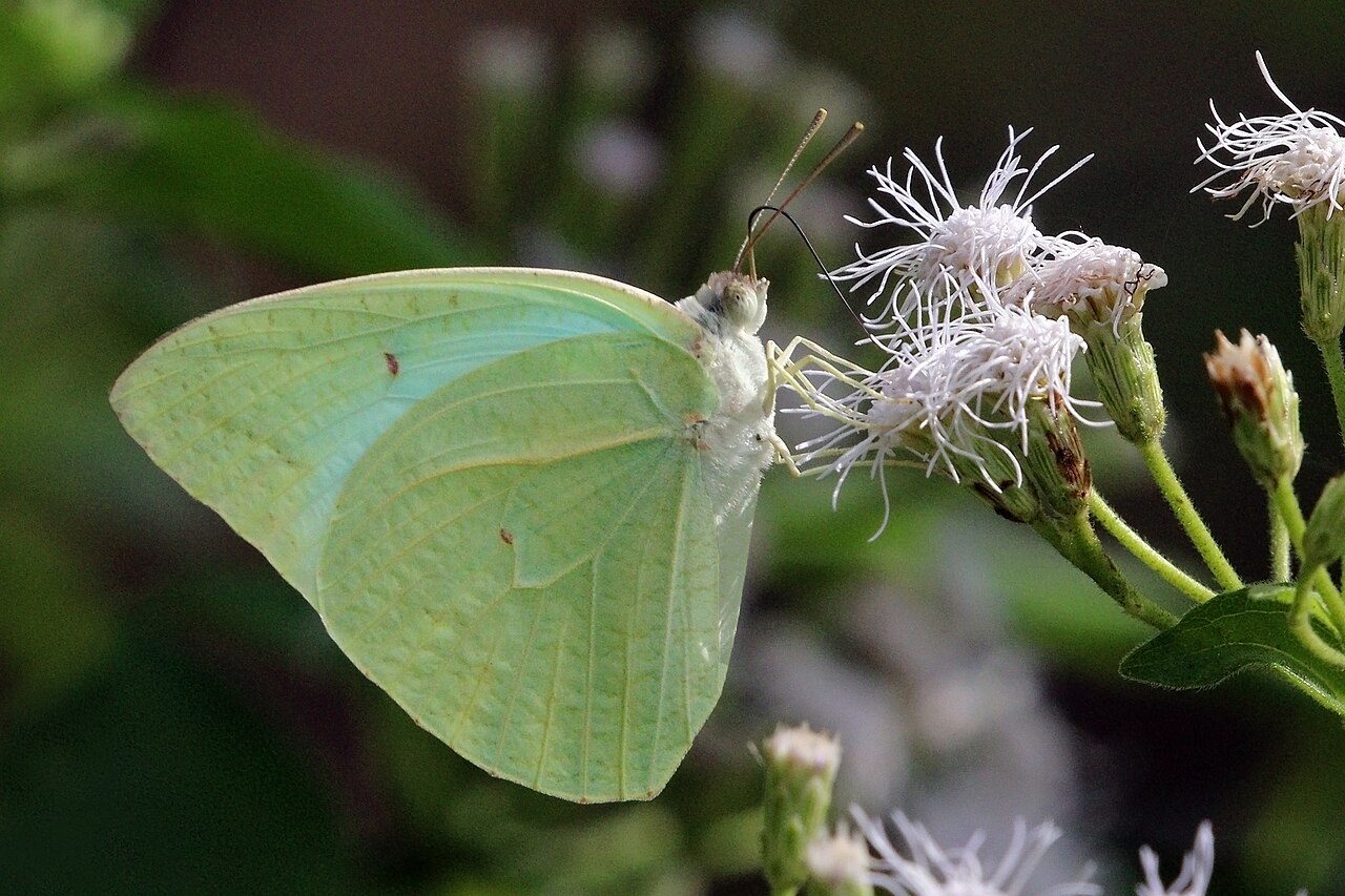 Catopsilia florella