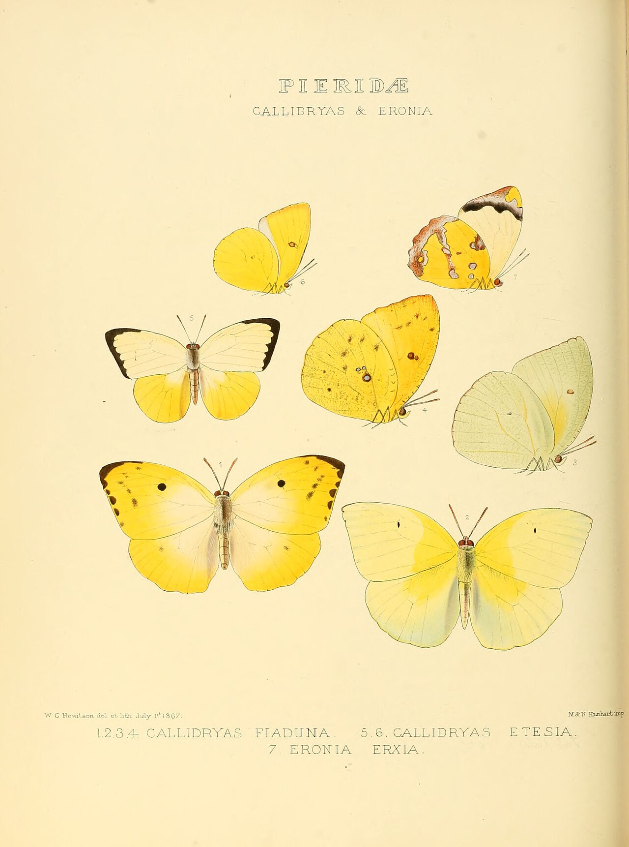 Catopsilia thauruma