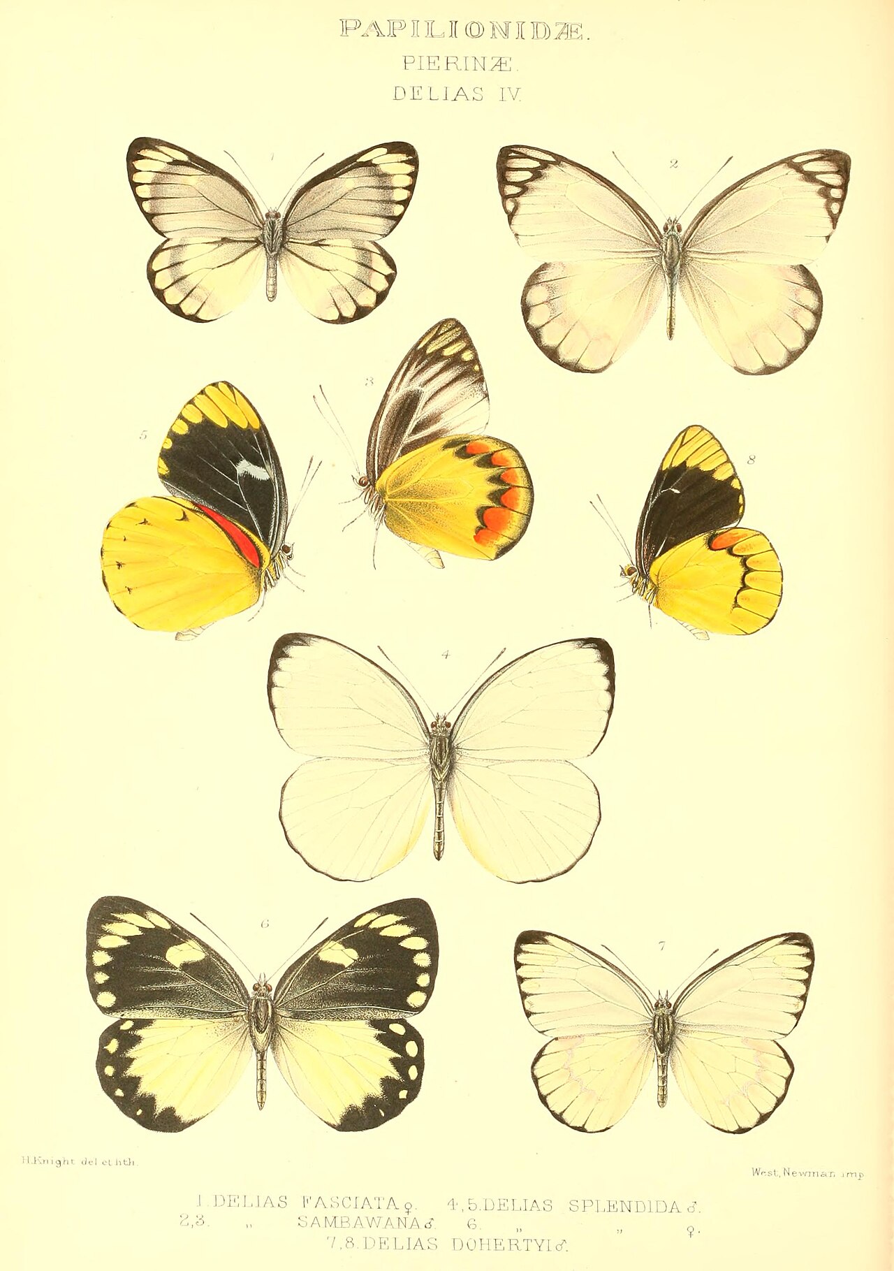 Delias splendida