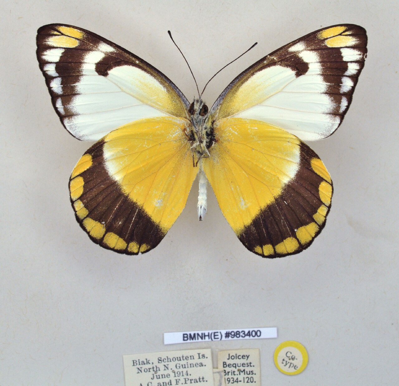 Delias maudei