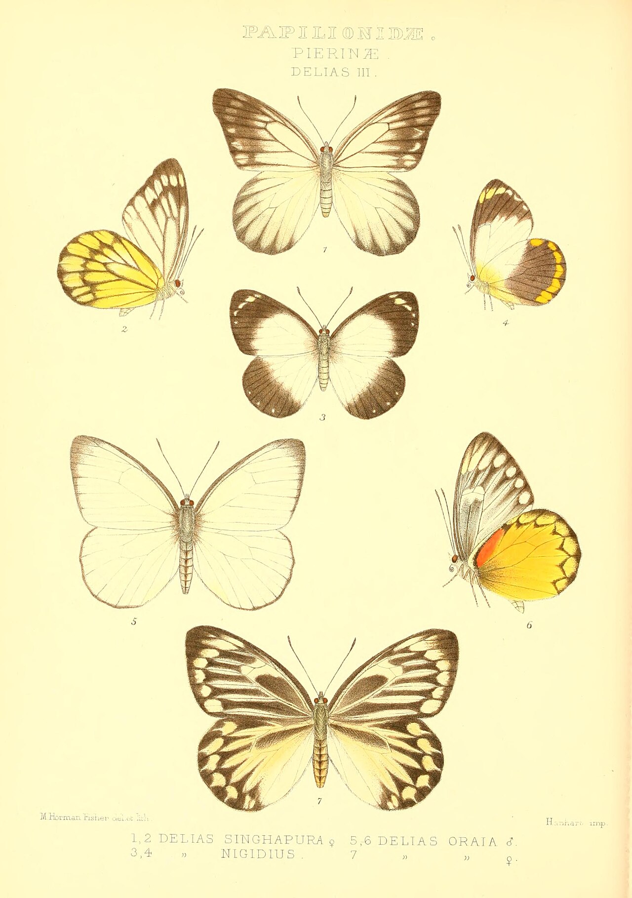 Delias singhapura
