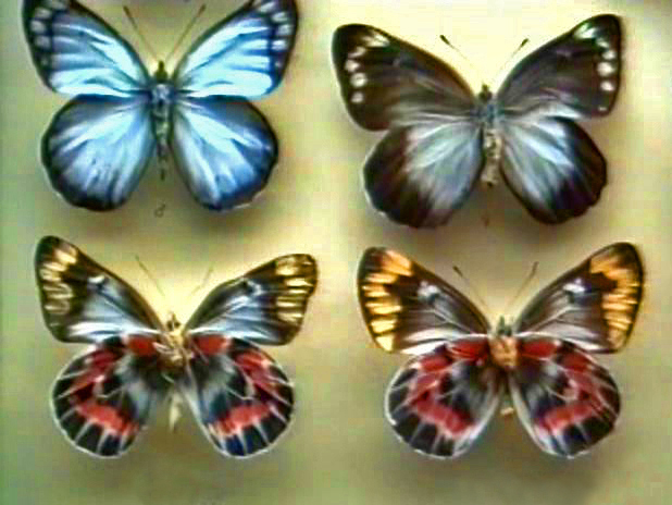 Delias harpalyce