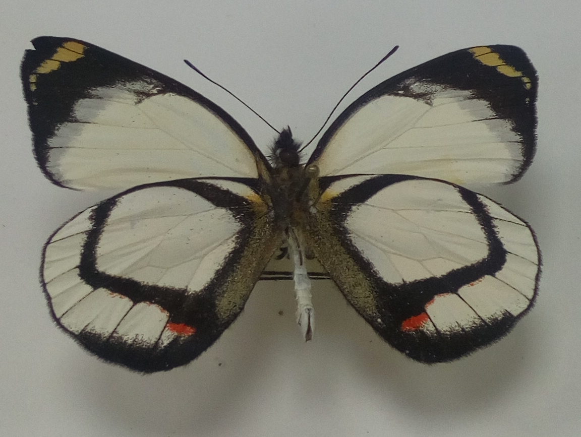 Delias hapalina