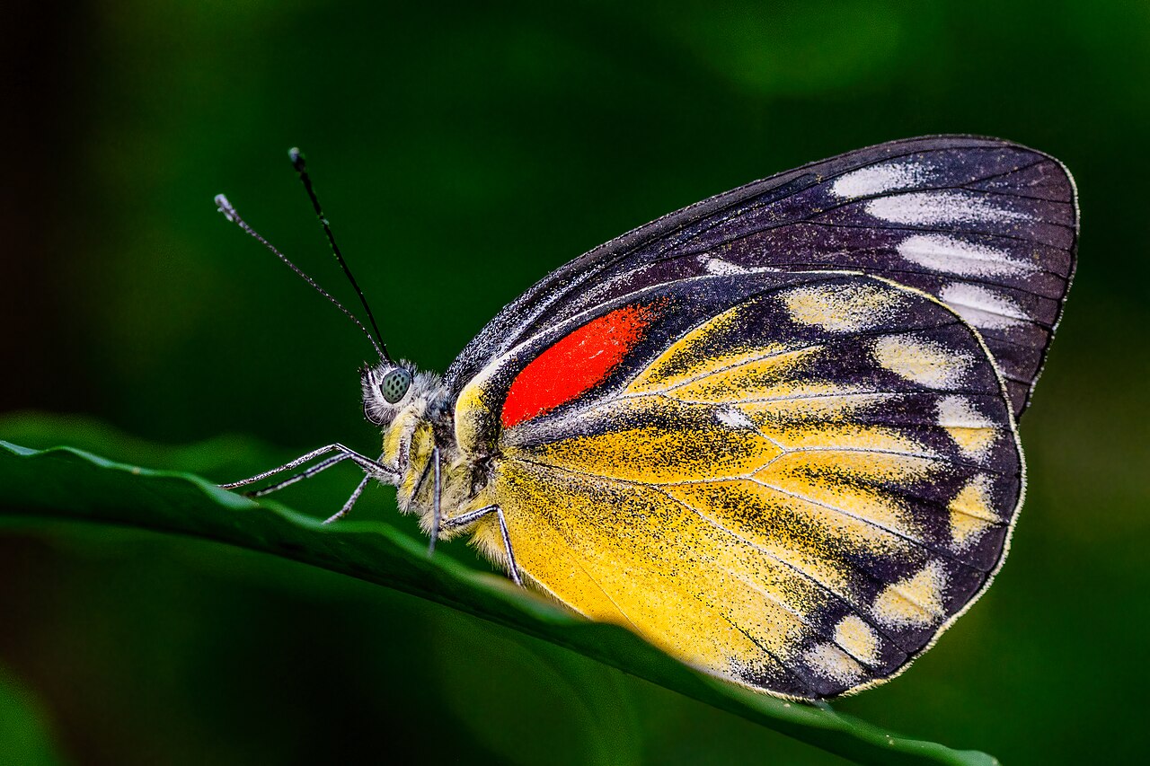 红肩斑粉蝶（Delias descombesi）
