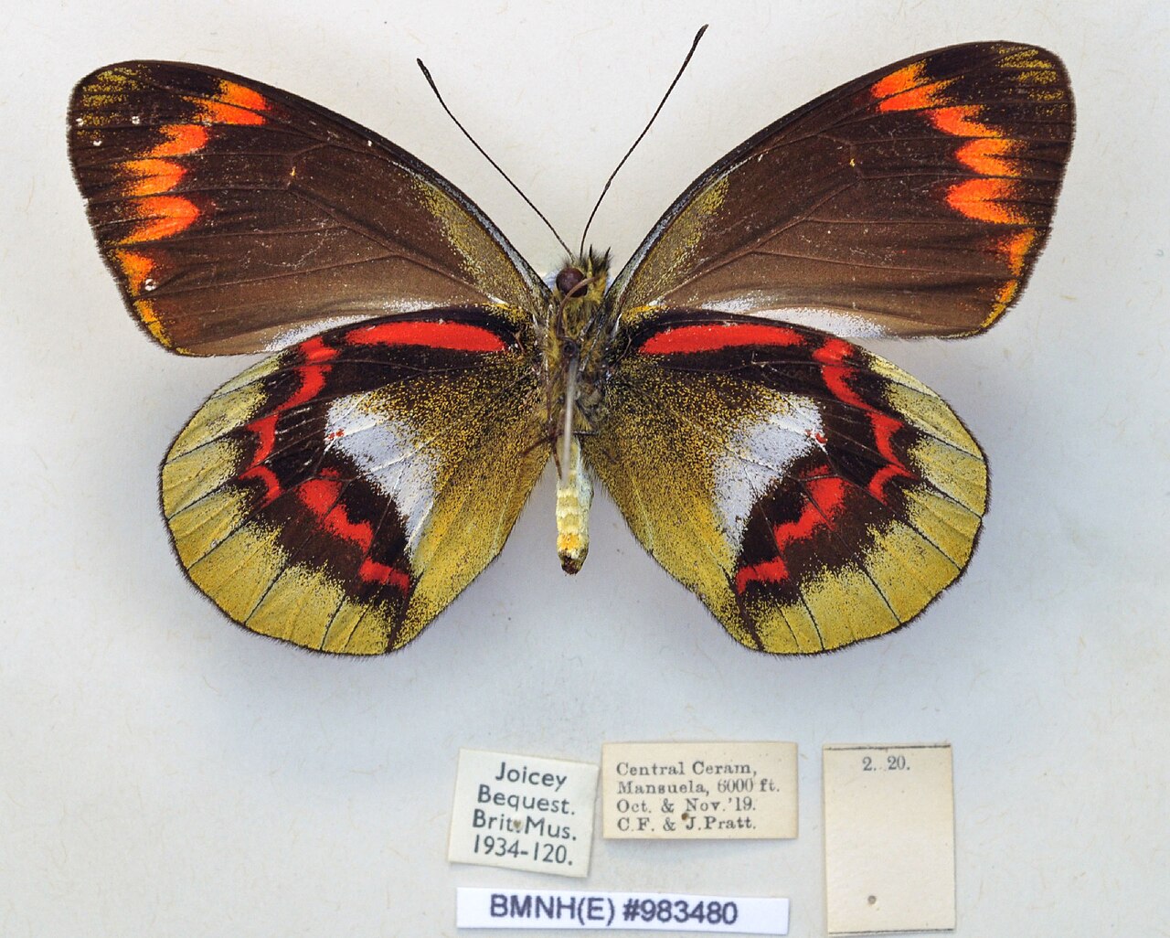 Delias joiceyi