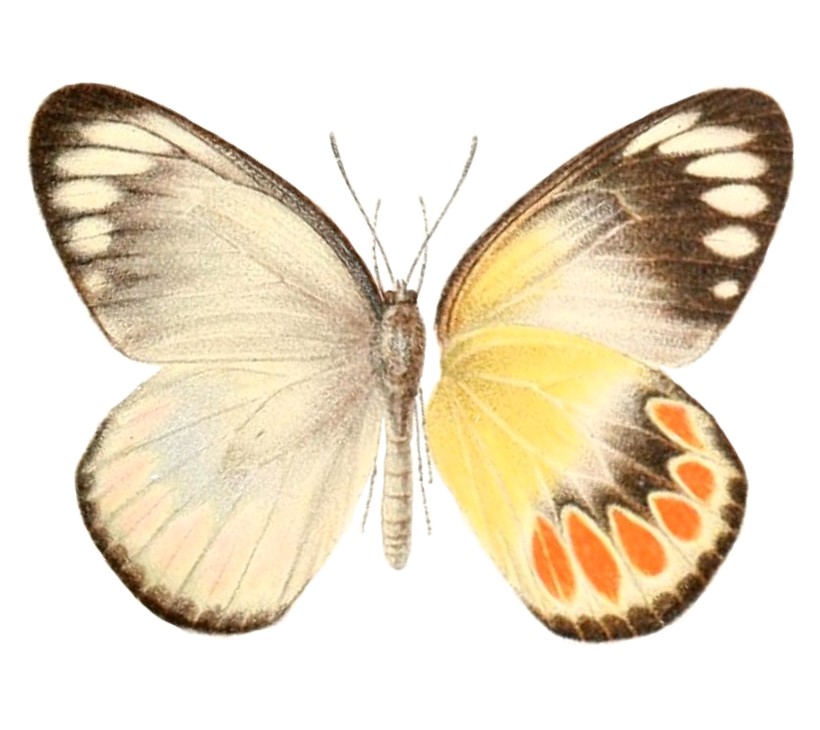 Delias schoenbergi
