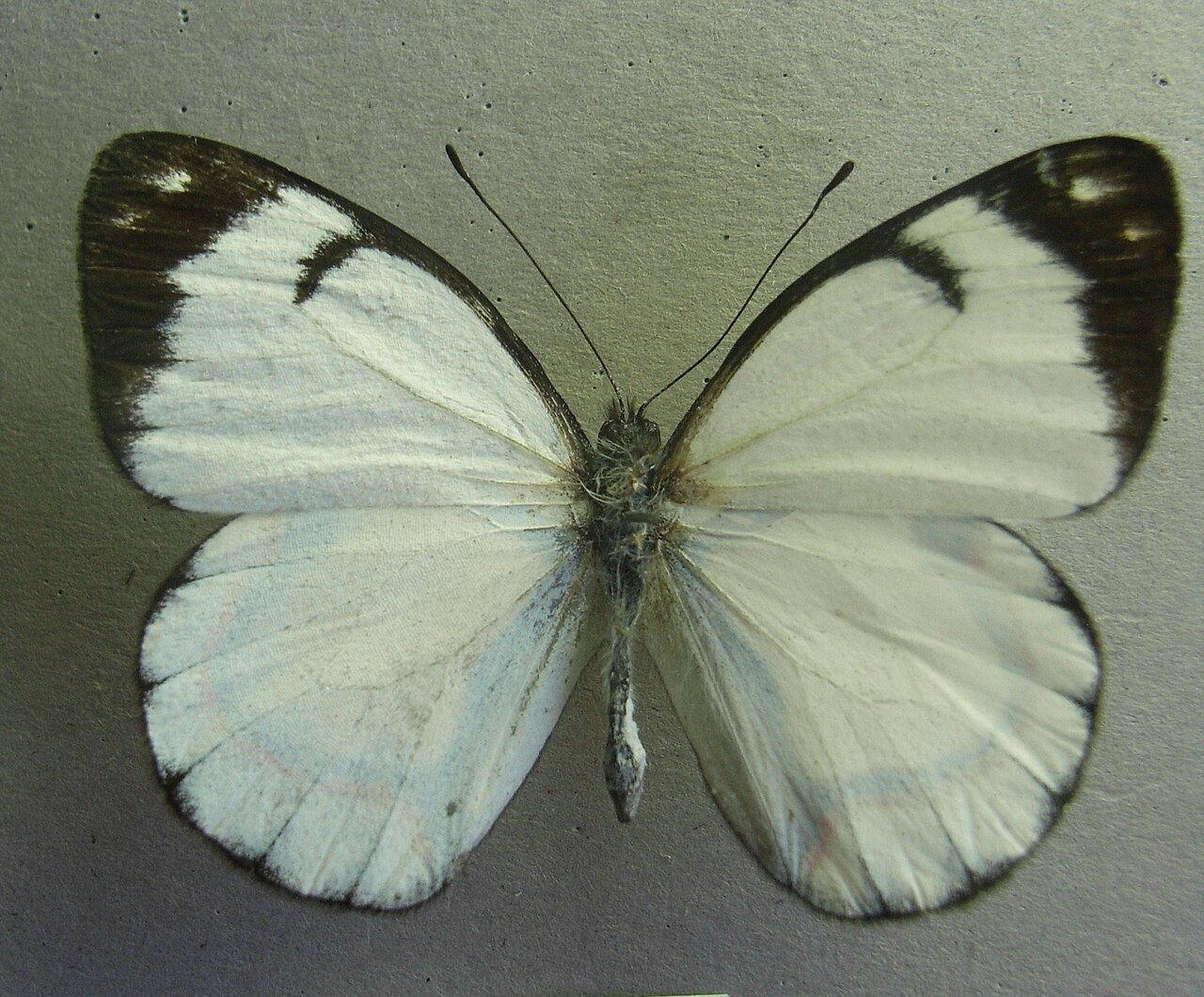 Delias iltis