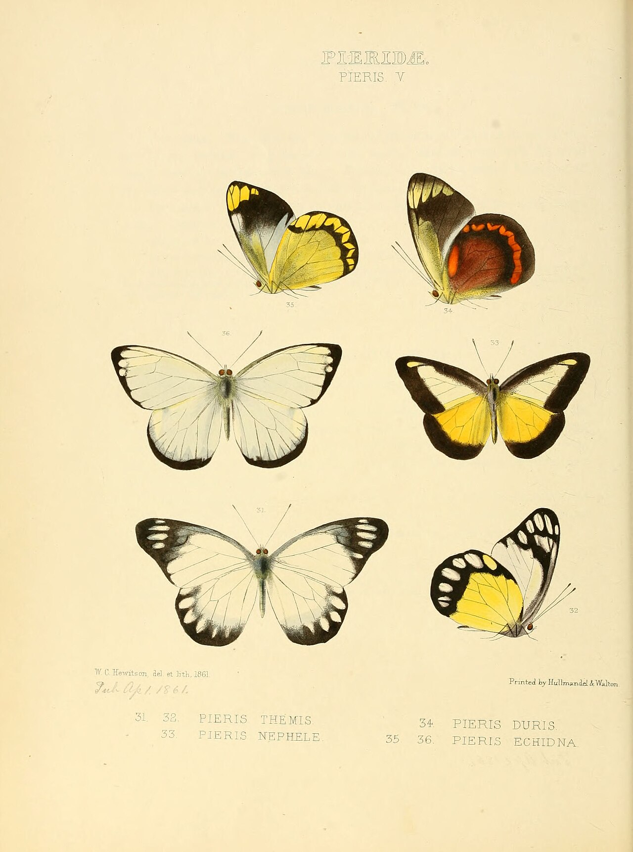 Delias themis
