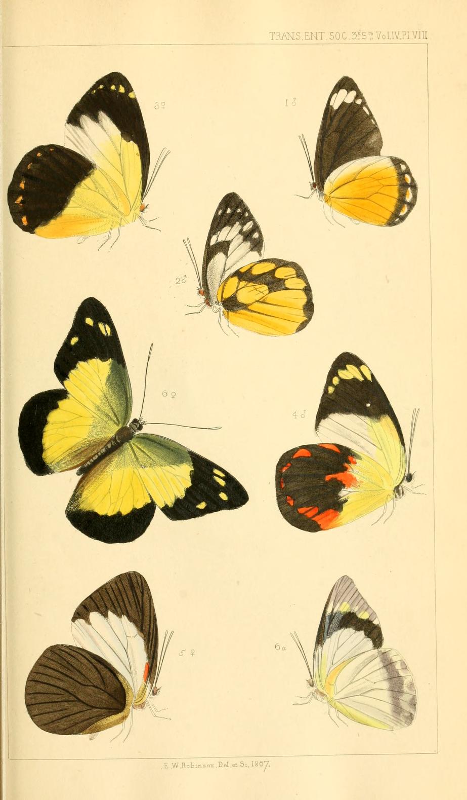 Delias hippodamia