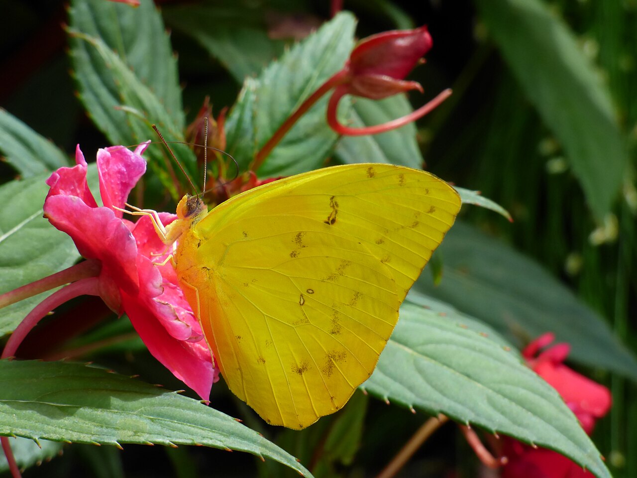 Phoebis philea