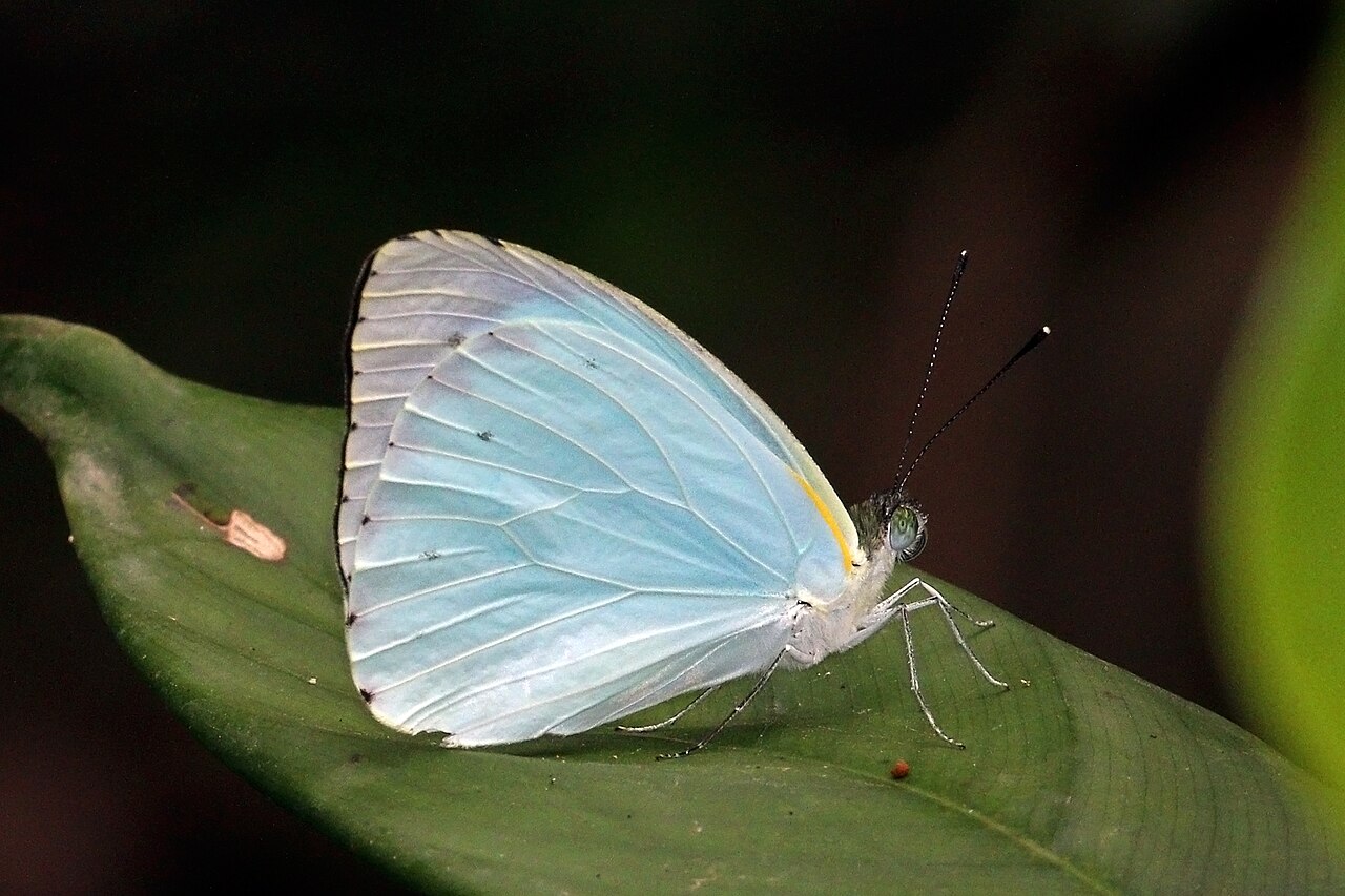 Nepheronia thalassina
