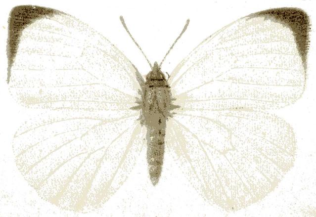 Nepheronia buquetii