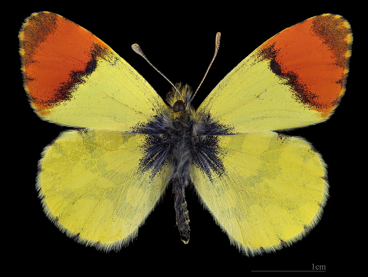 Anthocharis euphenoides