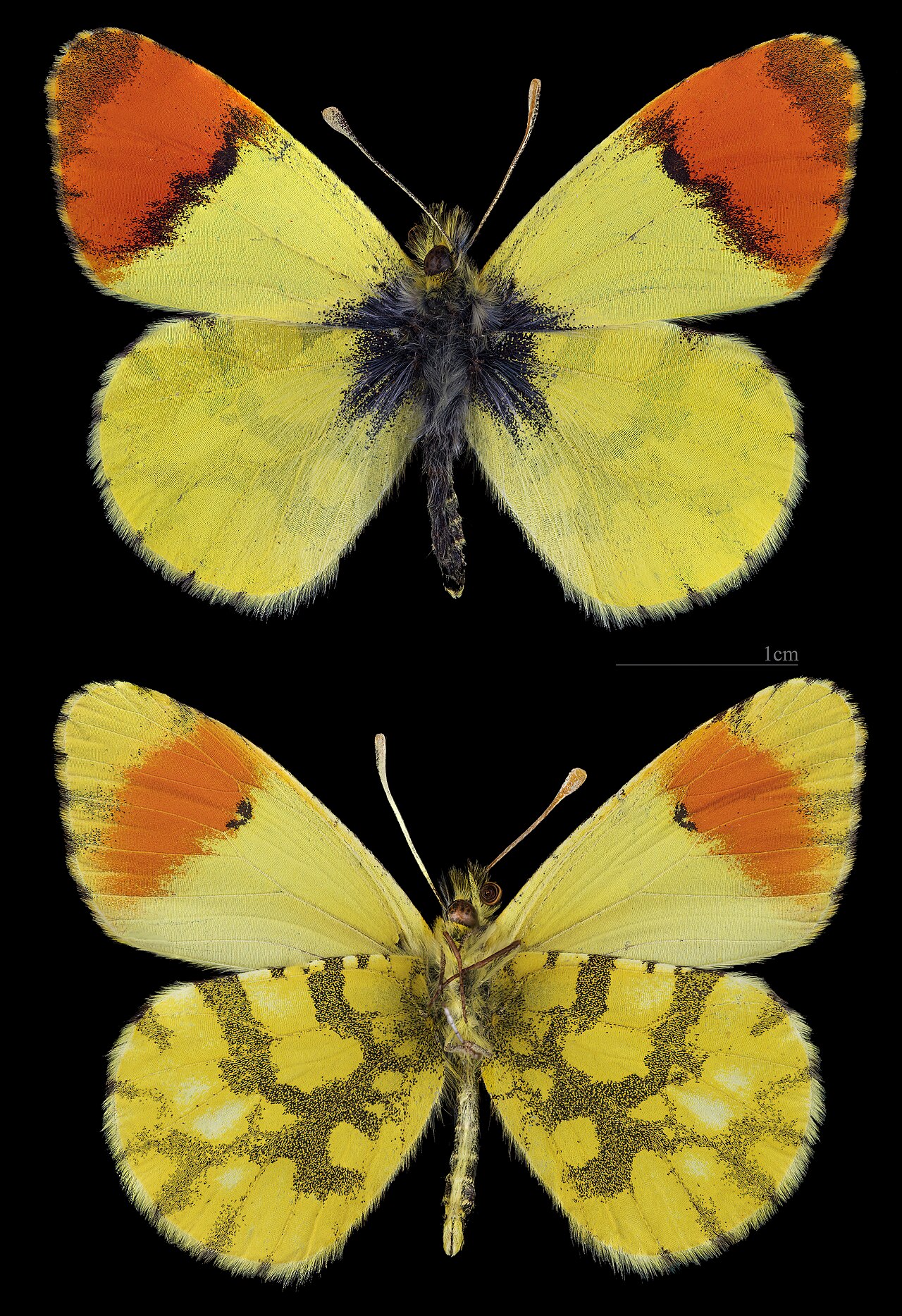 Anthocharis belia
