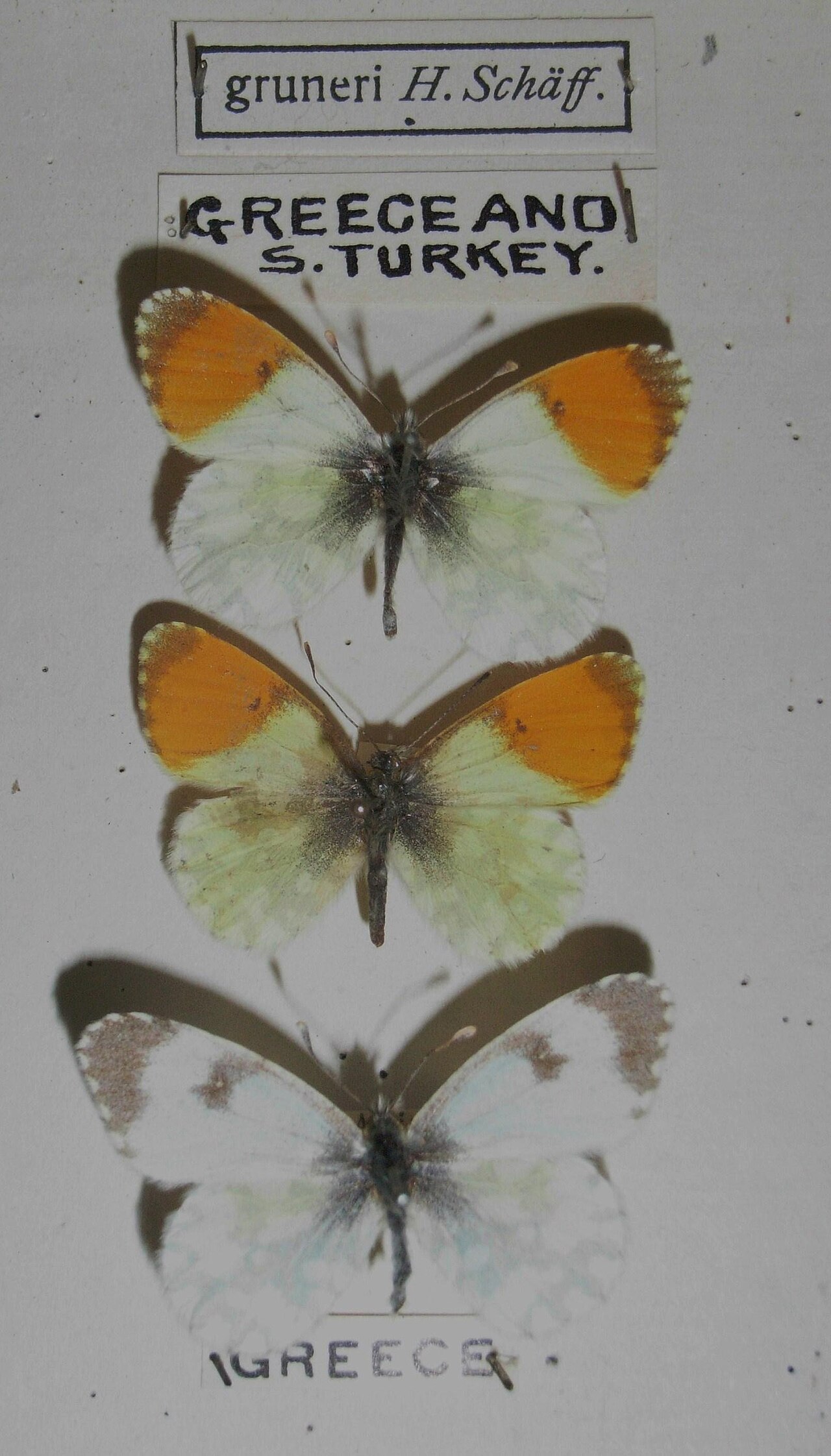 Anthocharis gruneri