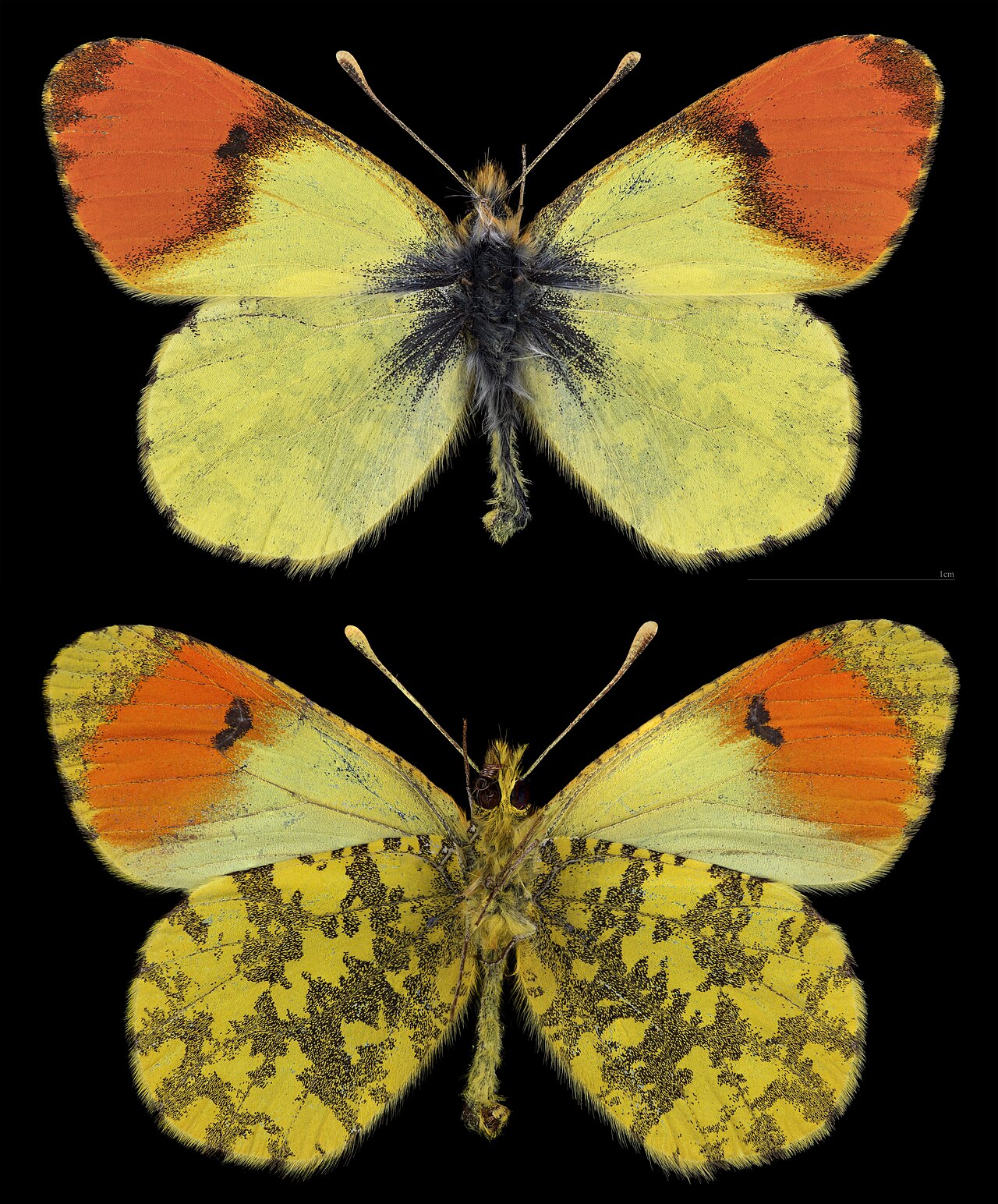 Anthocharis damone