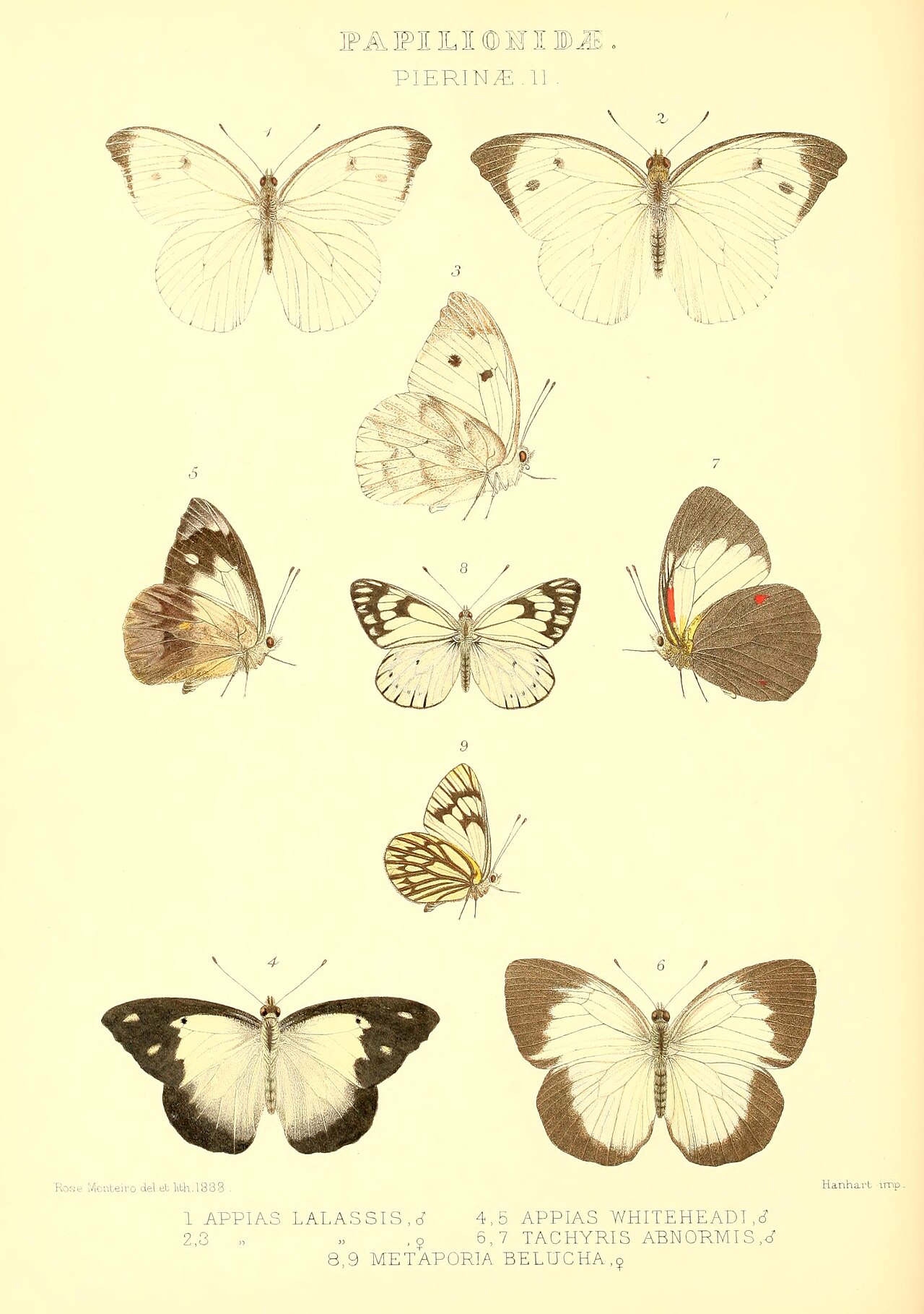 Cepora abnormis