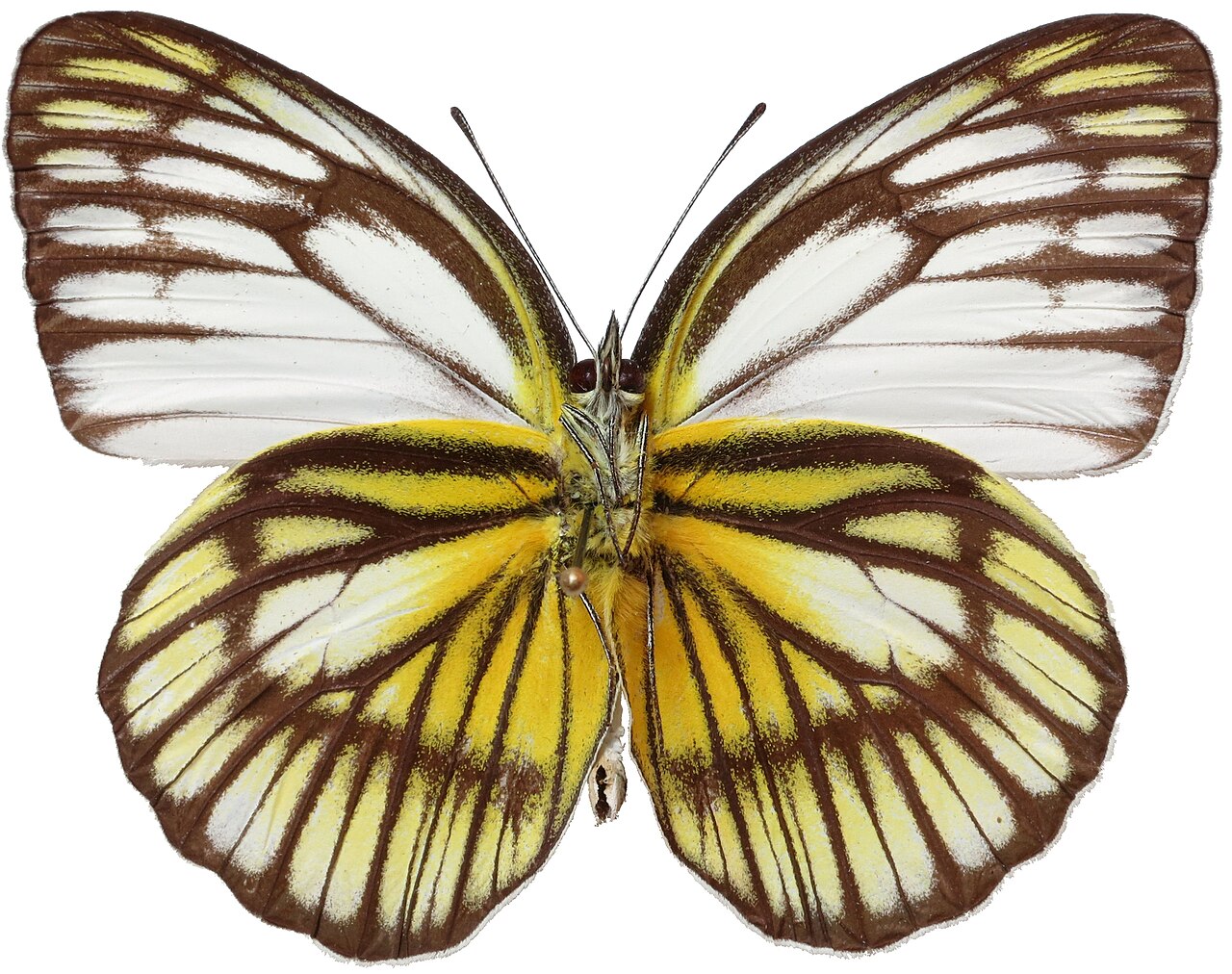 Cepora eperia
