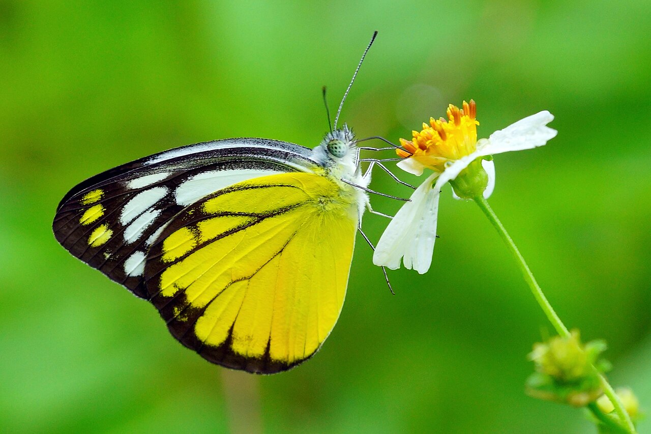 Cepora aspasia