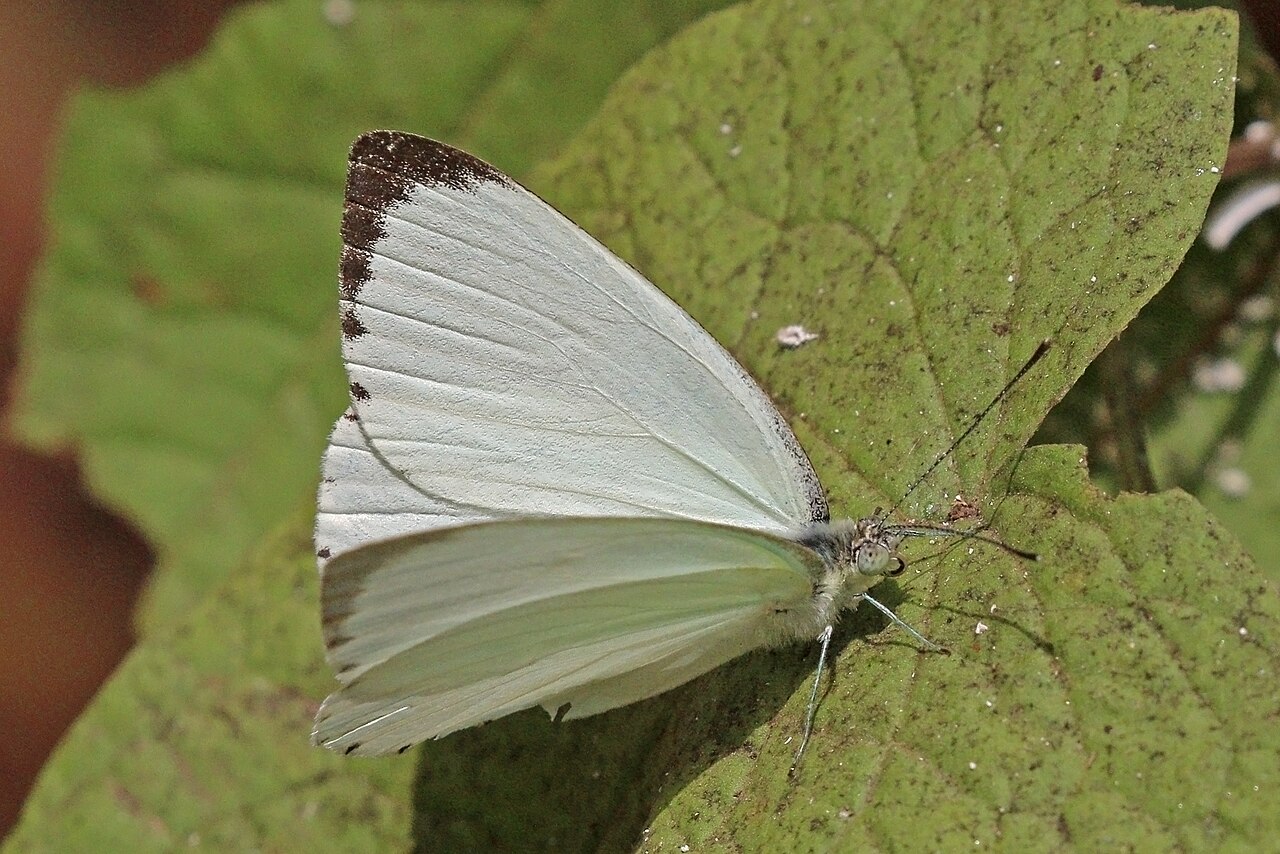 Dixeia orbona