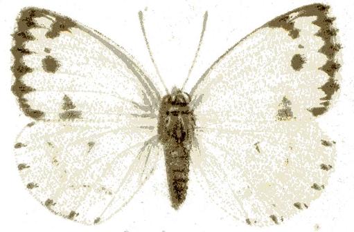 Dixeia charina