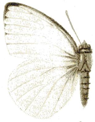 Dixeia doxo