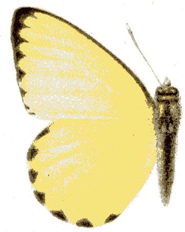 Dixeia cebron
