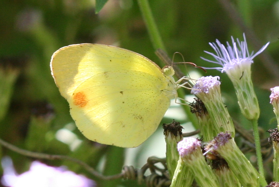 Pyrisitia nise