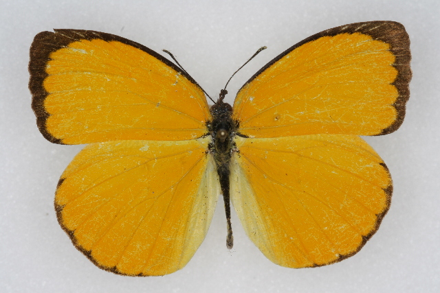 Pyrisitia dina