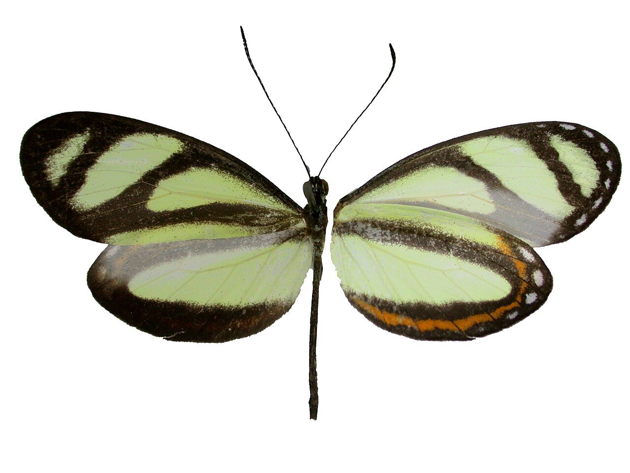 Moschoneura pinthous