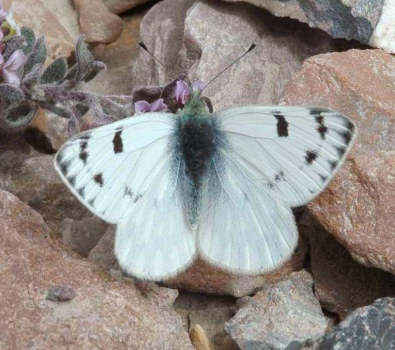 箭纹云粉蝶（Pontia callidice）