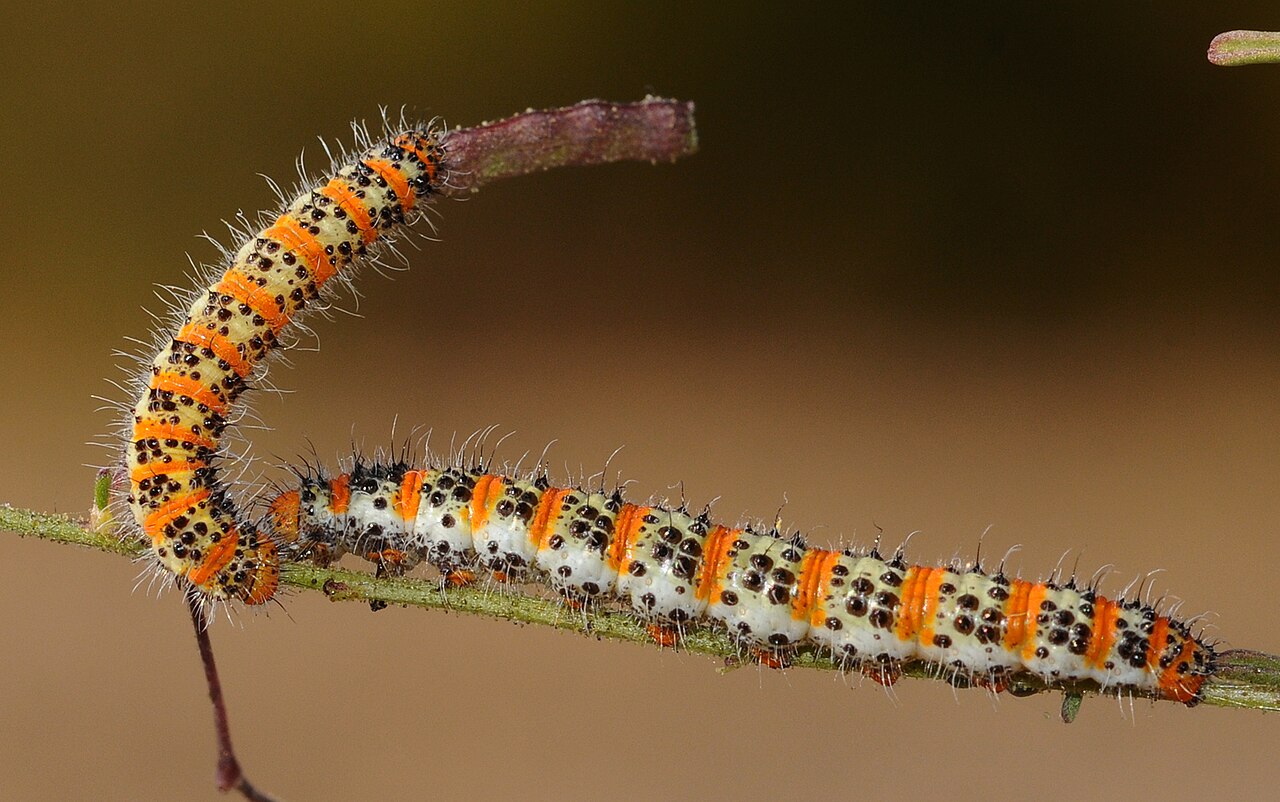 绿云粉蝶（Pontia chloridice）