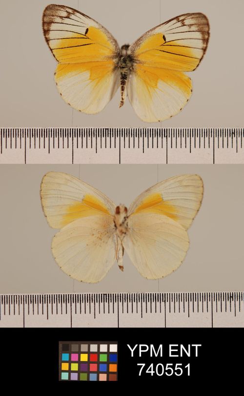 Colotis pleione