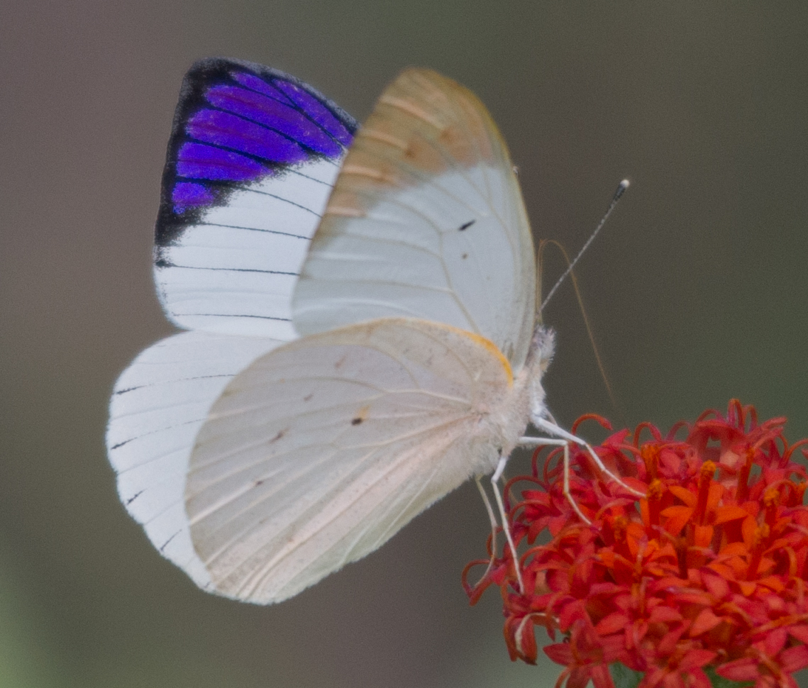 Colotis regina