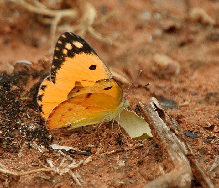 Colotis fausta