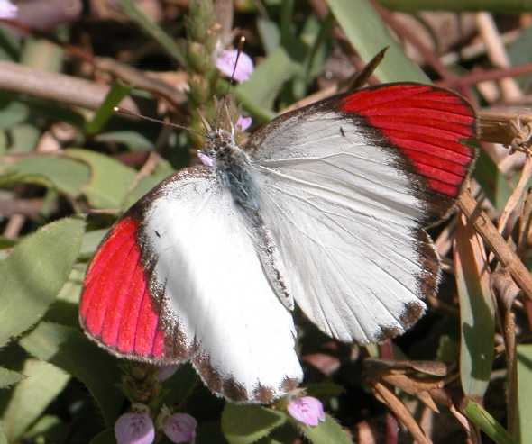 Colotis danae