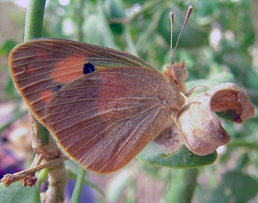 Colotis phisadia