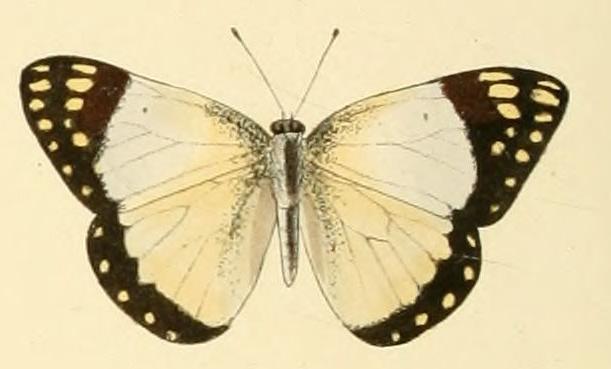 Colotis celimene
