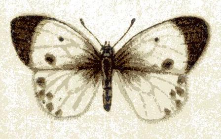 Colotis pallene