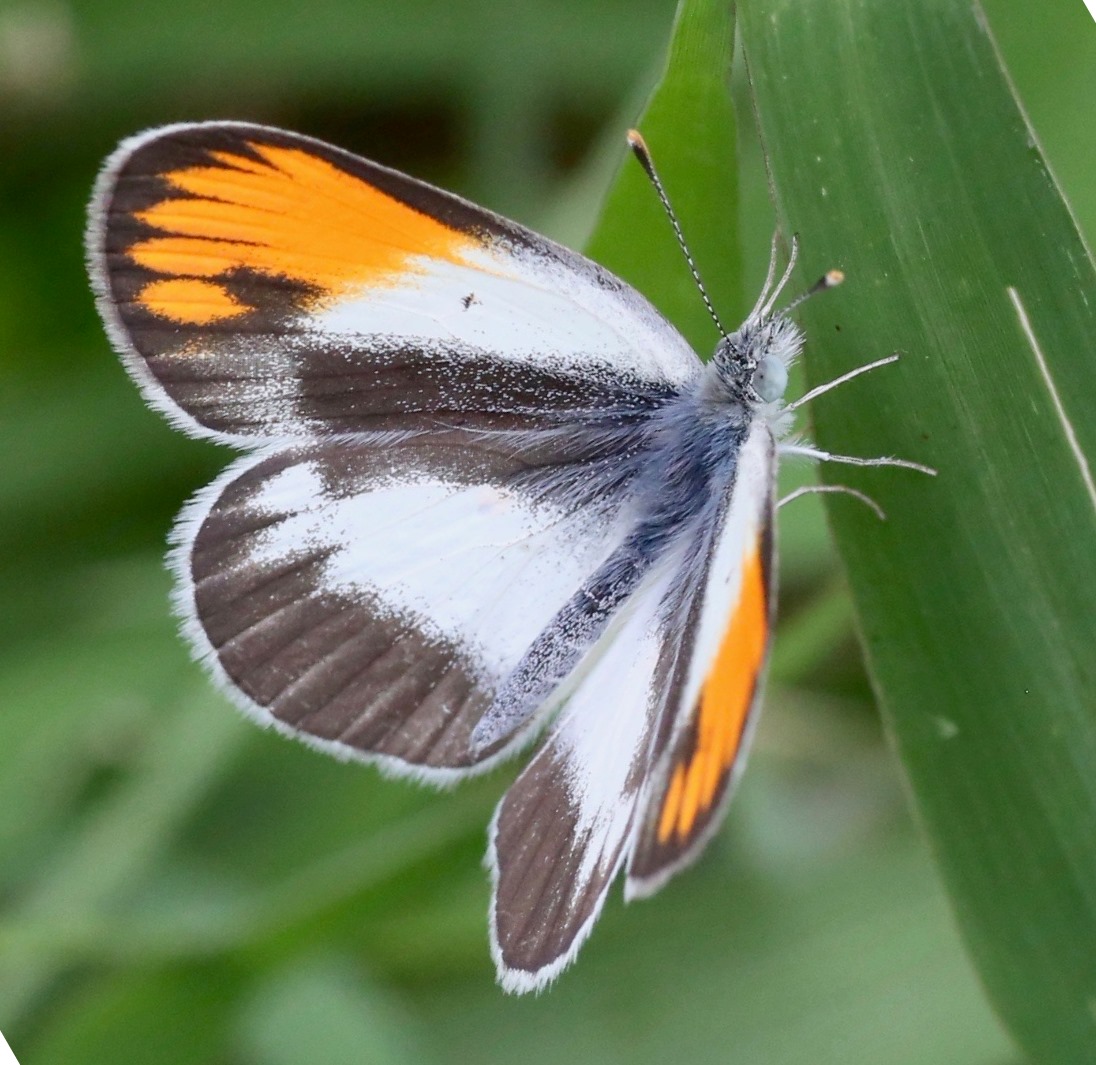 Colotis evagore