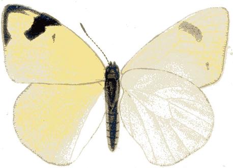 Colotis subfasciatus