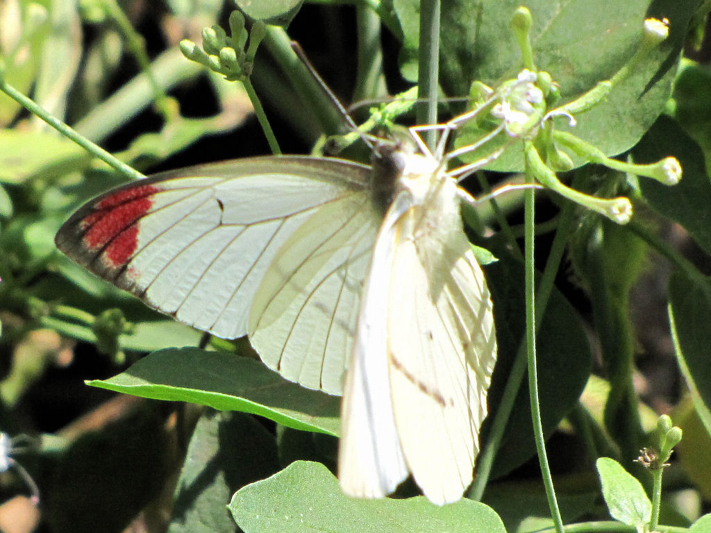 Colotis hetaera