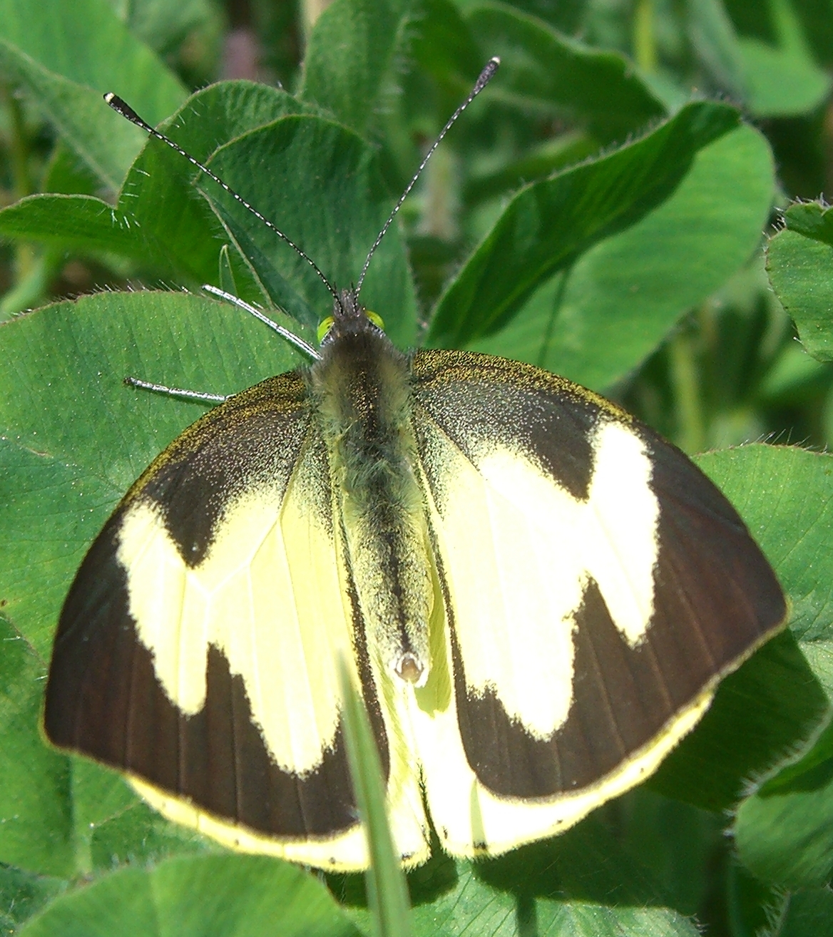 Leptophobia eleone