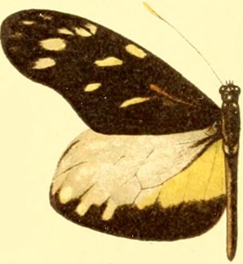 Patia cordillera
