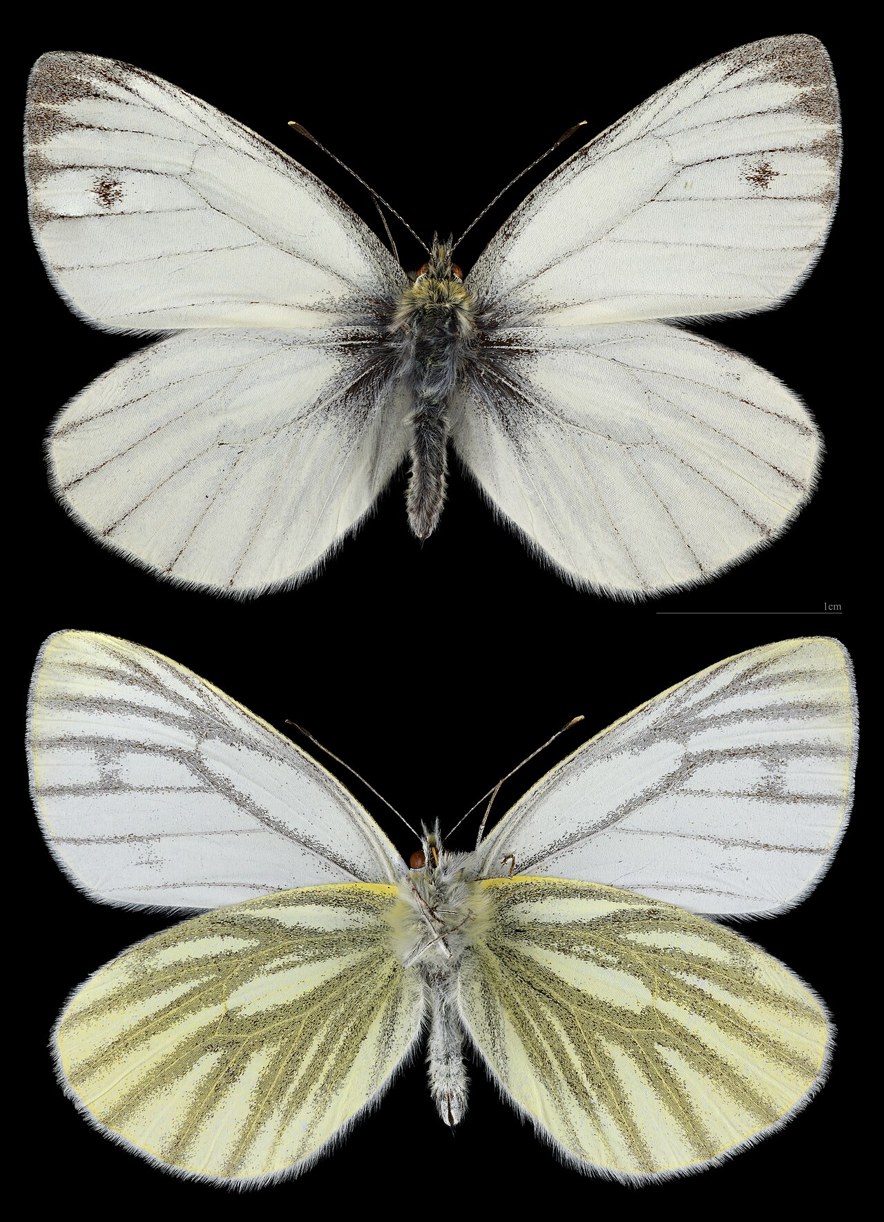 暗脉粉蝶（Pieris napi）