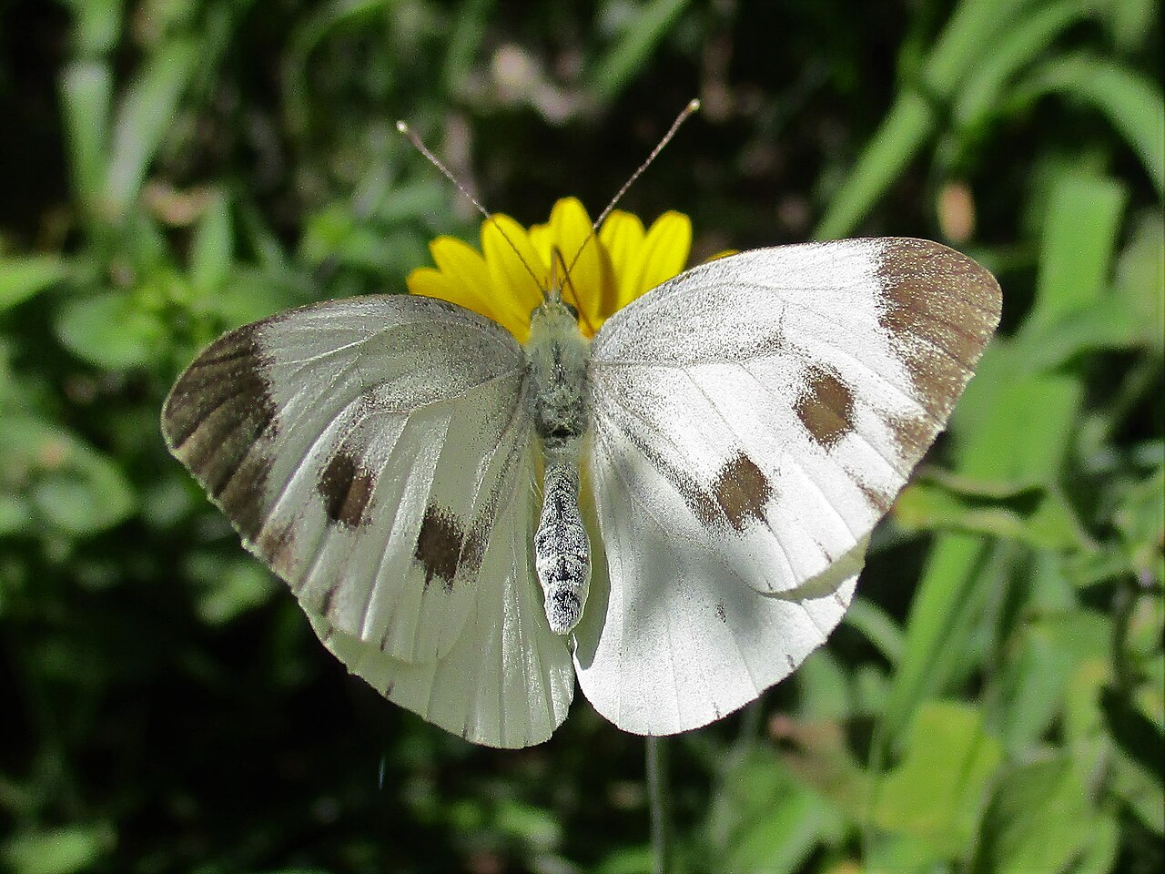 Pieris balcana